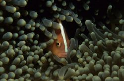 find me :-),wakatobi 2004,F90+105mm by Marco Wannenmacher 